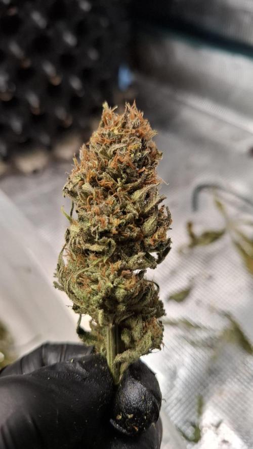 Durga Mata II CBD - 1:1 - Paradise Seeds. Week 15