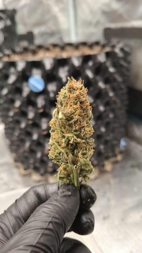 Durga Mata II CBD - 1:1 - Paradise Seeds. Week 15