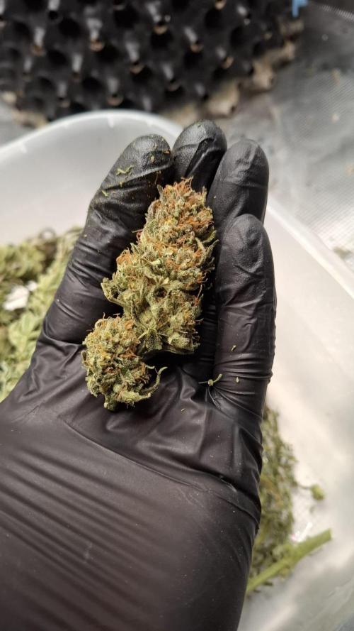 Durga Mata II CBD - 1:1 - Paradise Seeds. Week 15