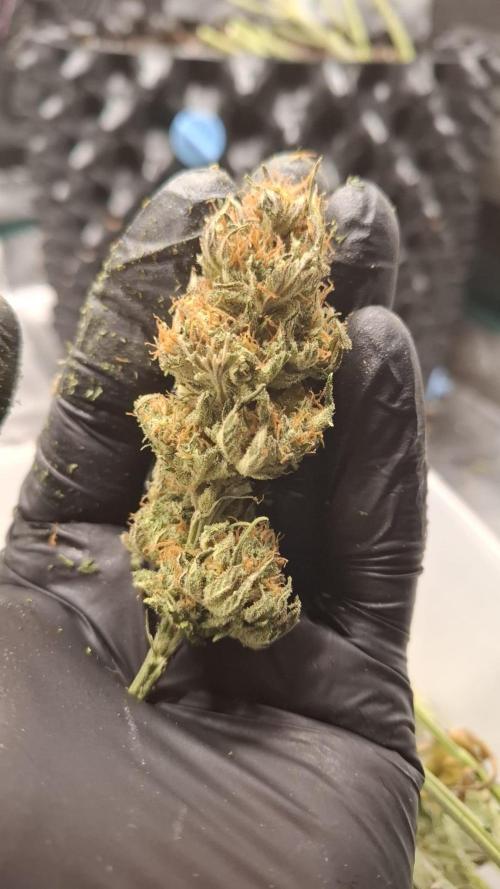 Durga Mata II CBD - 1:1 - Paradise Seeds. Week 15