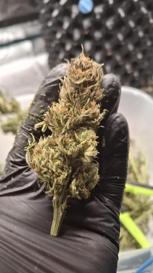 Durga Mata II CBD - 1:1 - Paradise Seeds. Week 15