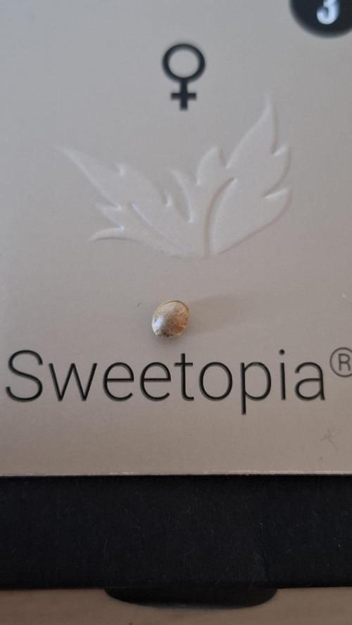 Sweetopia - Paradise Seeds. Week 0 - The chosen one