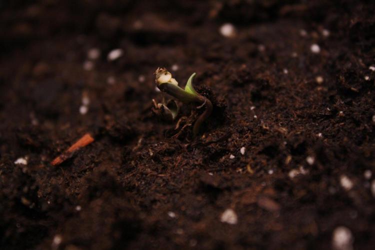 Sweetopia - Paradise Seeds. Week 0 - Day 0!