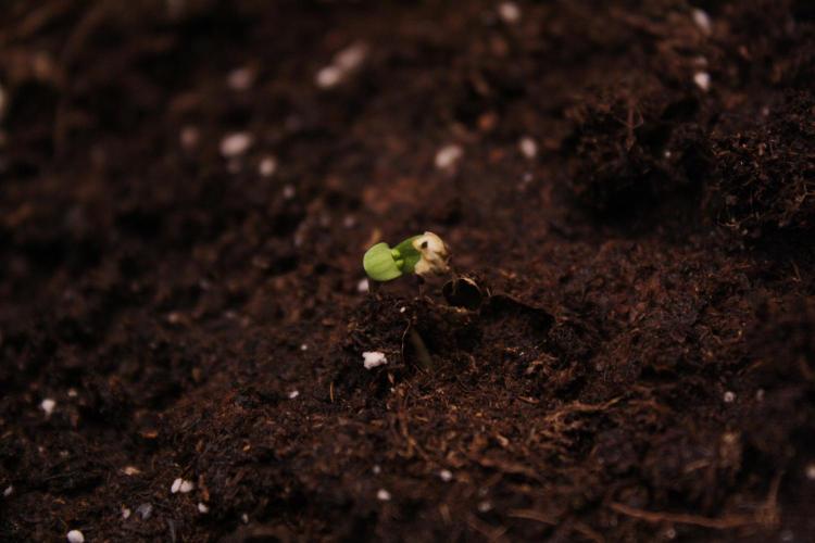 Sweetopia - Paradise Seeds. Week 0 - Day 0!