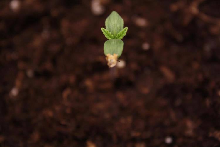 Sweetopia - Paradise Seeds. Week 1 - Day 1