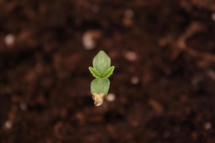 Sweetopia - Paradise Seeds. Week 1 - Day 1
