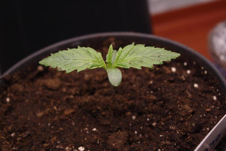 Sweetopia - Paradise Seeds. Week 1 - Day 6