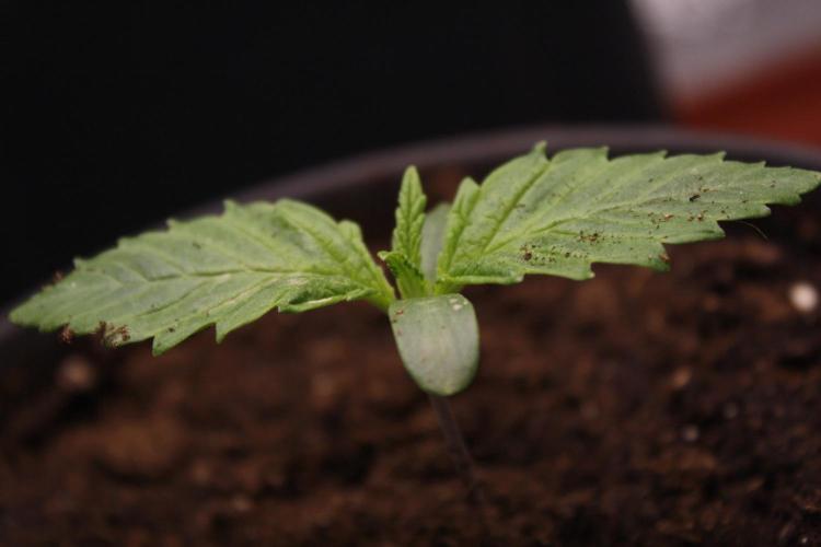 Sweetopia - Paradise Seeds. Week 1 - Day 6