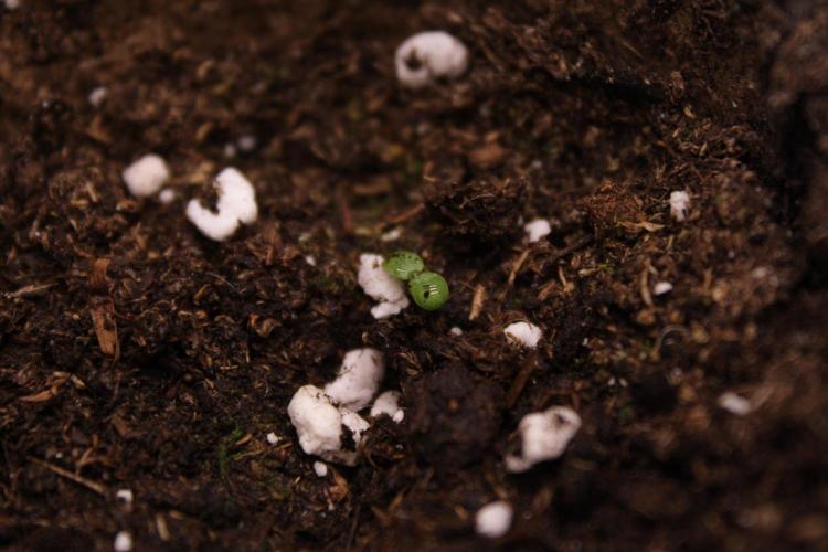 Sweetopia - Paradise Seeds. Week 1 - Bonus Pic: Strawberries!