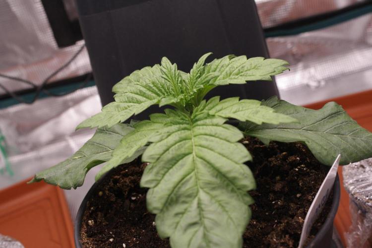 Sweetopia - Paradise Seeds. Week 3 - Day 15
