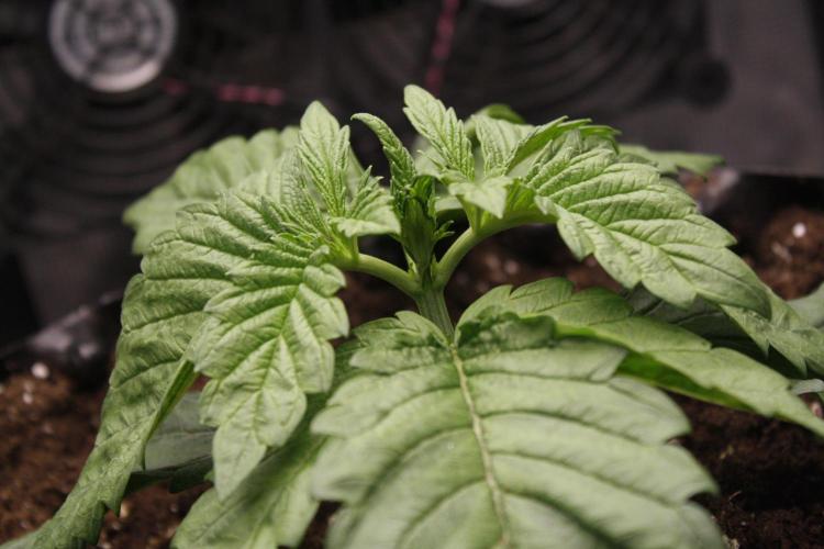 Sweetopia - Paradise Seeds. Week 3 - Day 17