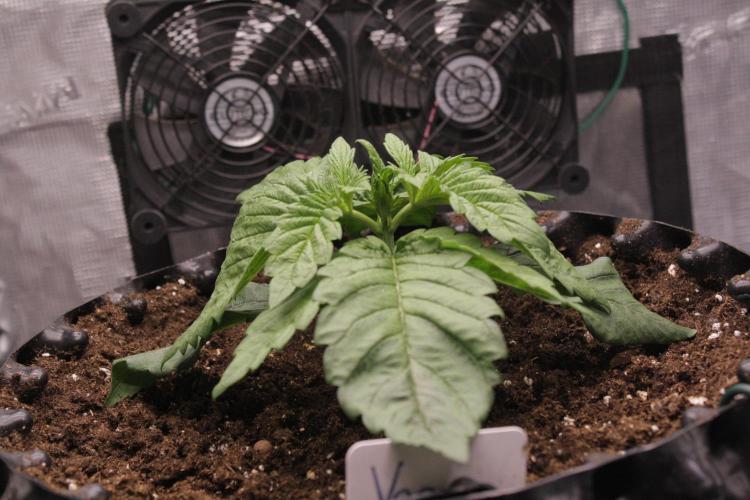 Sweetopia - Paradise Seeds. Week 3 - Day 17