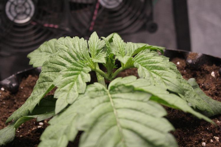 Sweetopia - Paradise Seeds. Week 3 - Day 17