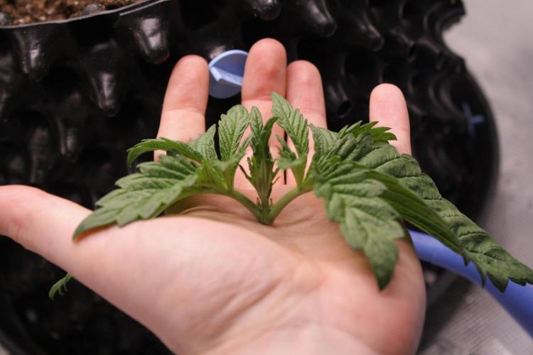 Sweetopia - Paradise Seeds. Week 3 - Day 17