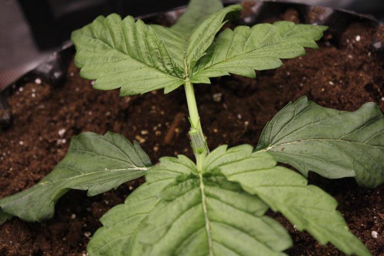 Sweetopia - Paradise Seeds. Week 3 - Day 17