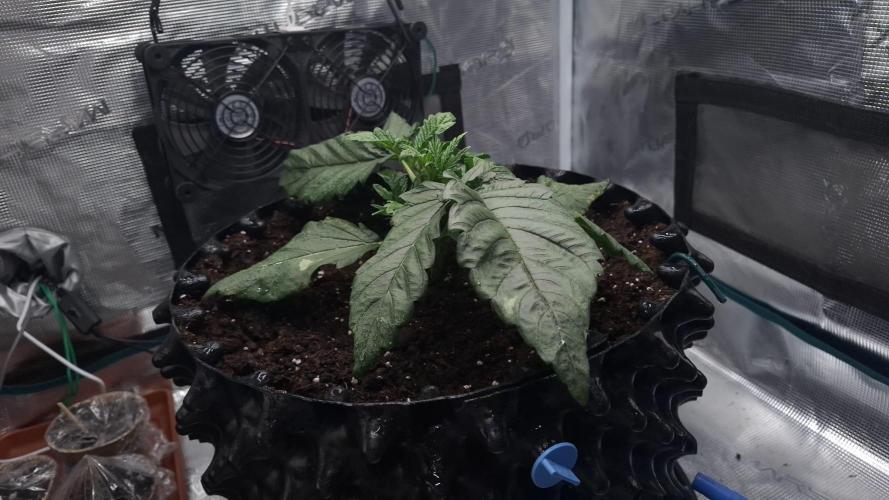 Sweetopia - Paradise Seeds. Week 4 - Day 22