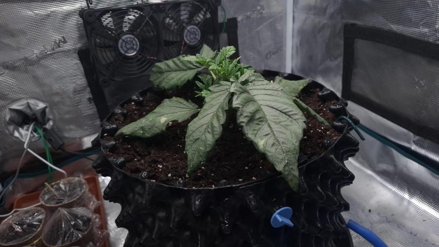 Sweetopia - Paradise Seeds. Week 4 - Day 22