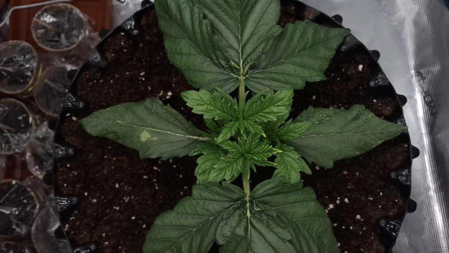 Sweetopia - Paradise Seeds. Week 4 - Day 22