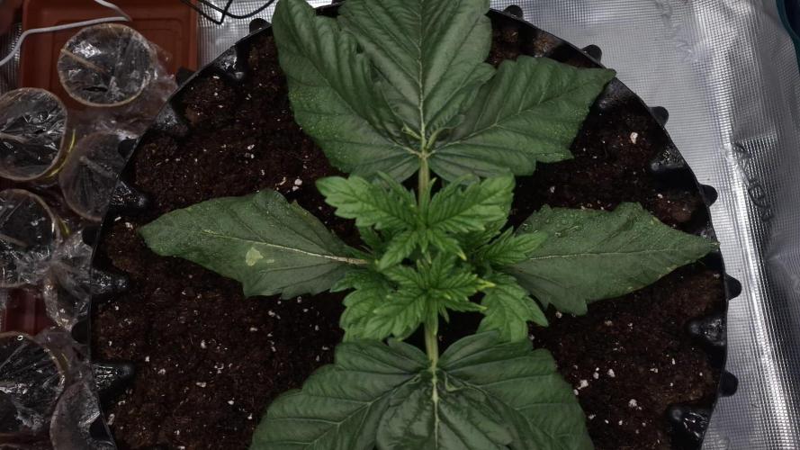Grow Tent 80x80x160cm (2.7'x2.7'x5.3'). Week 4
