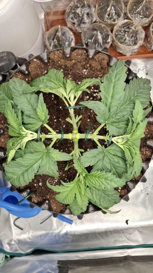 Sweetopia - Paradise Seeds. Week 5 - Day 30
