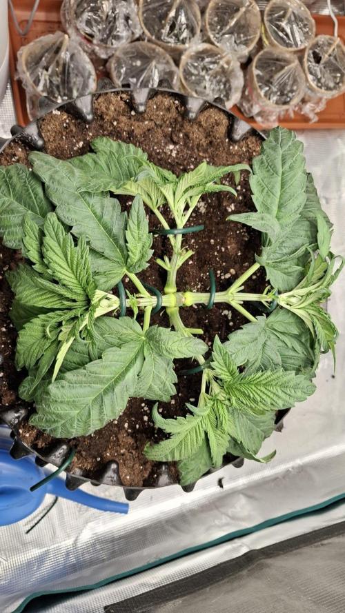 Sweetopia - Paradise Seeds. Week 5 - Day 30