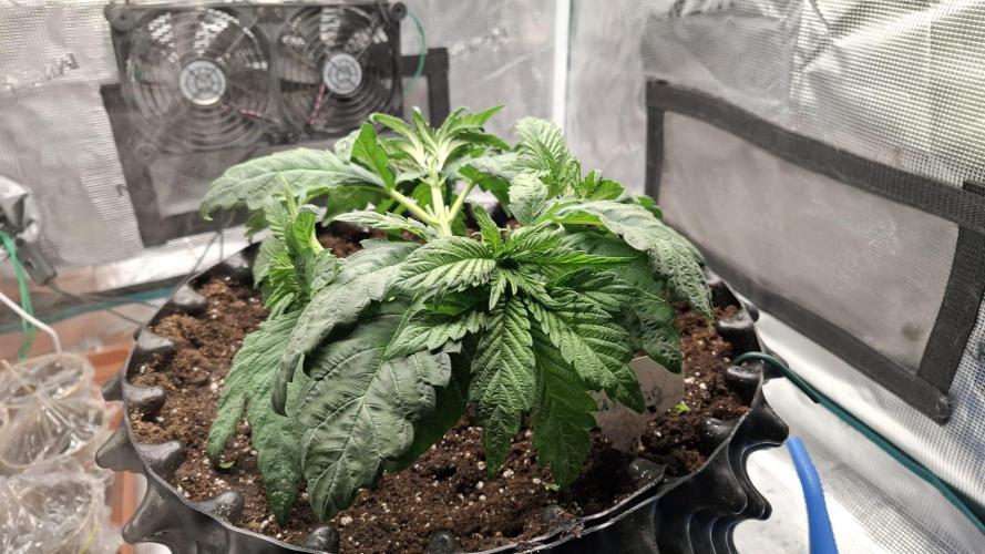 Sweetopia - Paradise Seeds. Week 5 - Day 30