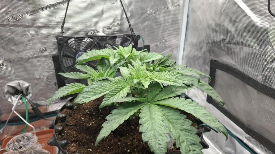 Sweetopia - Paradise Seeds. Week 5 - Day 34