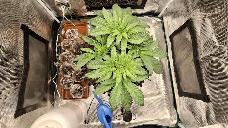 Sweetopia - Paradise Seeds. Week 5 - Day 34