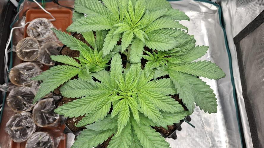 Sweetopia - Paradise Seeds. Week 5 - Day 34