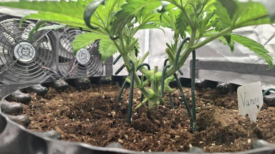 Sweetopia - Paradise Seeds. Week 5 - Day 34