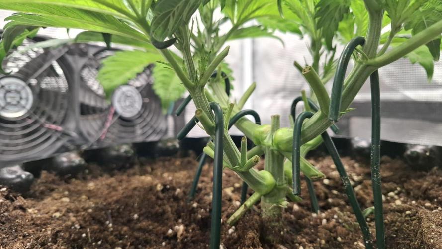 Grow Tent 80x80x160cm (2.7'x2.7'x5.3'). Week 5