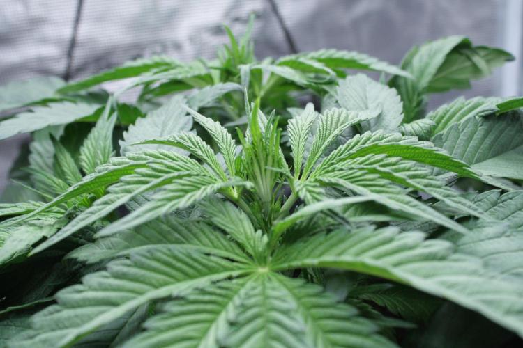 Sweetopia - Paradise Seeds. Week 6 - Day 39 - 7F
