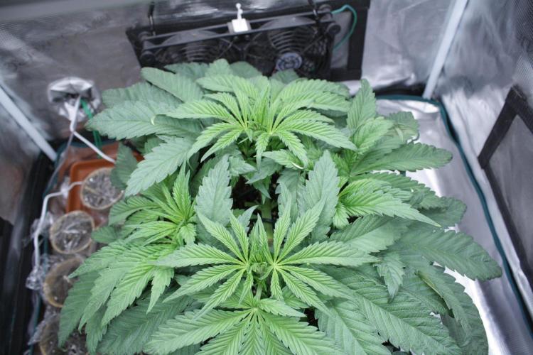 Sweetopia - Paradise Seeds. Week 6 - Day 39 - 7F
