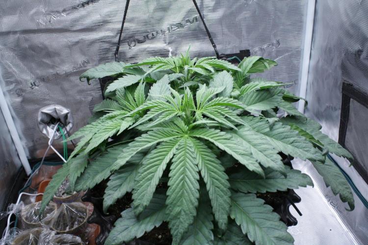 Sweetopia - Paradise Seeds. Week 6 - Day 39 - 7F