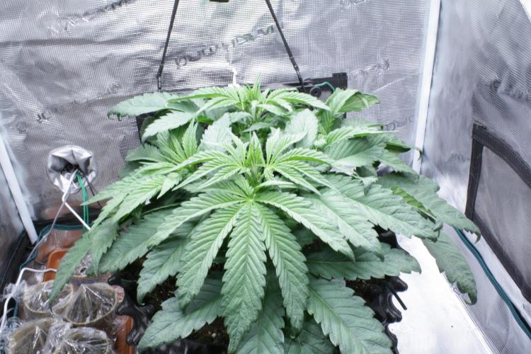 Grow Tent 80x80x160cm (2.7'x2.7'x5.3'). Week 6