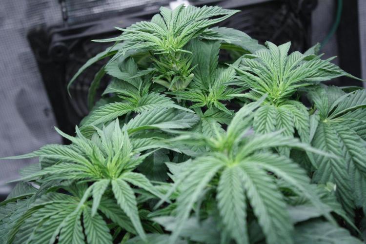 Sweetopia - Paradise Seeds. Week 7 - Day 44 - 12F