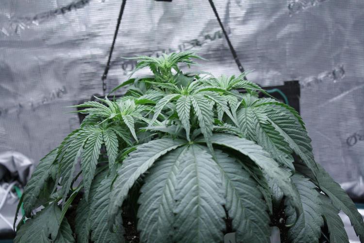 Sweetopia - Paradise Seeds. Week 7 - Day 45 - 13F
