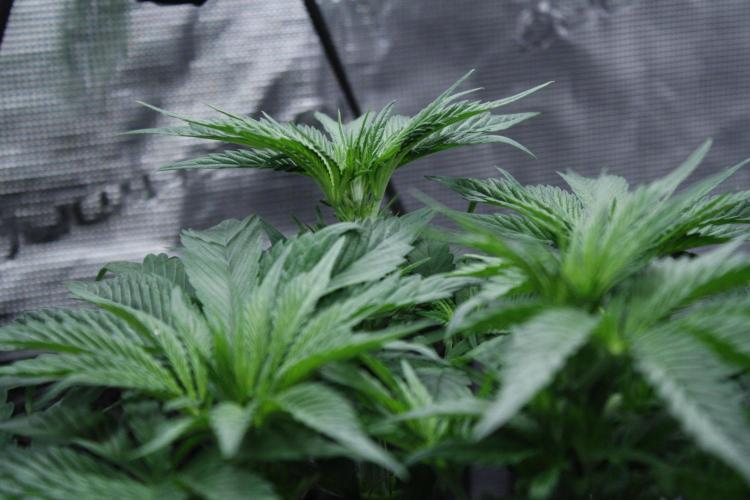 Sweetopia - Paradise Seeds. Week 7 - Day 45 - 13F