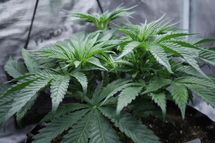 Sweetopia - Paradise Seeds. Week 7 - Day 45 - 13F