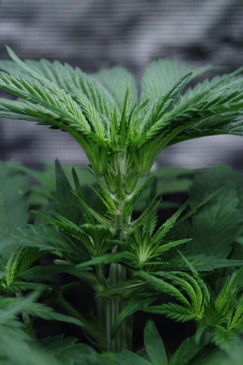 Sweetopia - Paradise Seeds. Week 7 - Day 45 - 13F