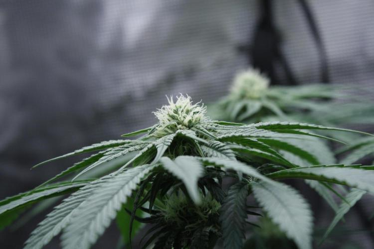 Sweetopia - Paradise Seeds. Week 9 - Day 60 28F