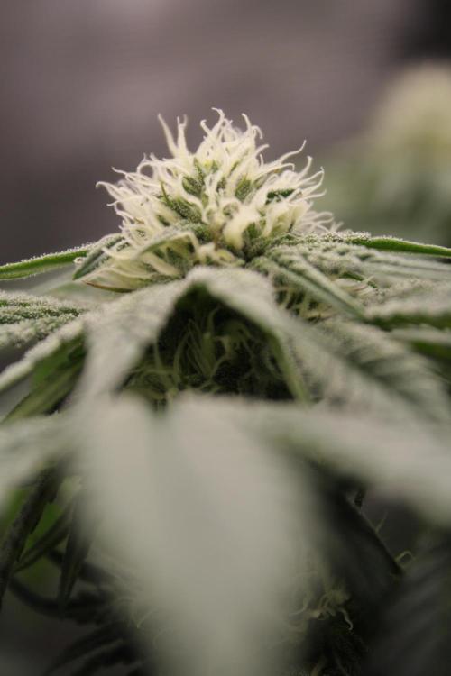 Sweetopia - Paradise Seeds. Week 9 - Day 60 28F