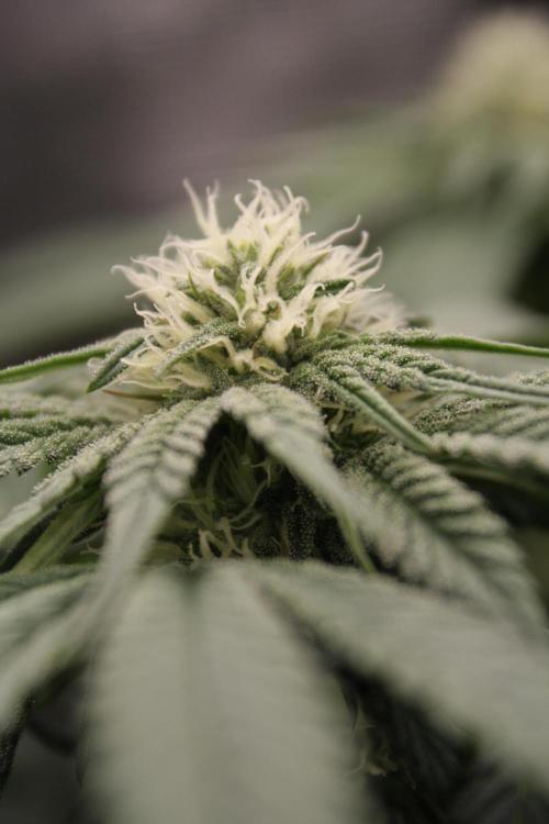 Sweetopia - Paradise Seeds. Week 9 - Day 60 28F