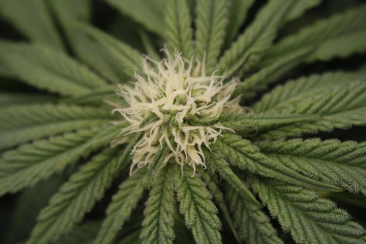 Sweetopia - Paradise Seeds. Week 9 - Day 60 28F