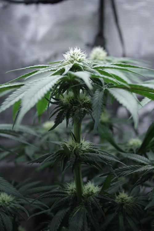 Sweetopia - Paradise Seeds. Week 9 - Day 60 28F
