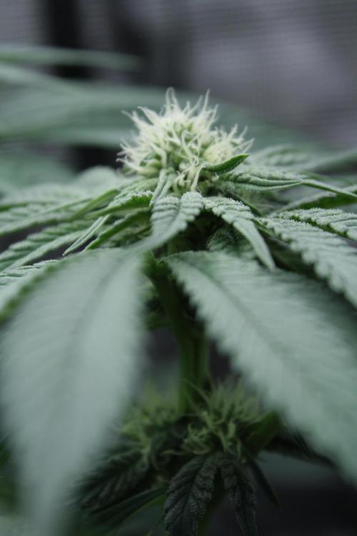 Sweetopia - Paradise Seeds. Week 9 - Day 60 28F