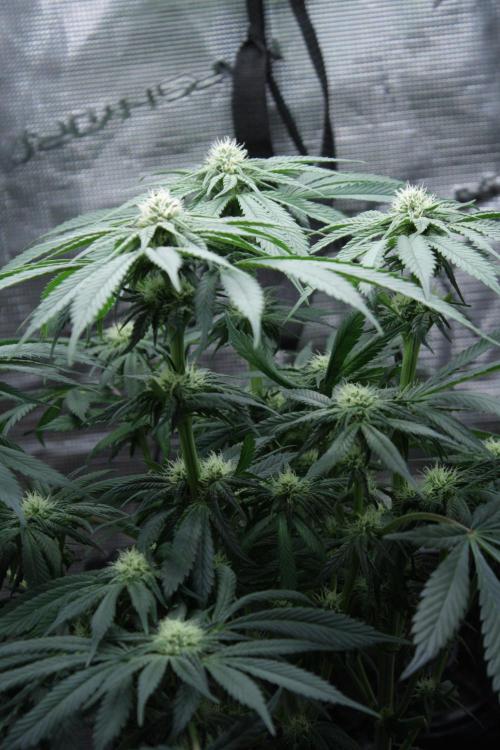 Sweetopia - Paradise Seeds. Week 9 - Day 60 28F