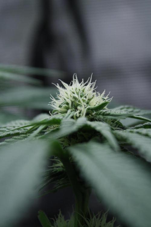 Sweetopia - Paradise Seeds. Week 9 - Day 60 28F