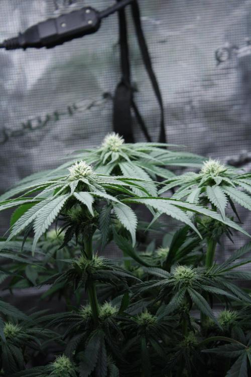 Sweetopia - Paradise Seeds. Week 9 - Day 60 28F