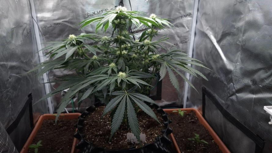 Sweetopia - Paradise Seeds. Week 9 - Day 60 28F